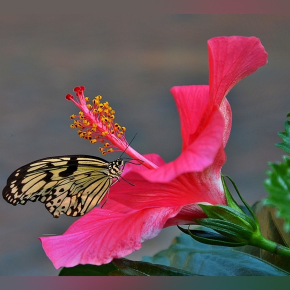 💙 XXL VS Very Sexy Rose Lace & Grommet Open-Back Cheeky Panty 💙 - Picture 15 of 16